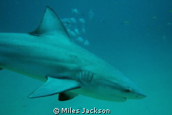Bull Shark swims close by Miles Jackson 